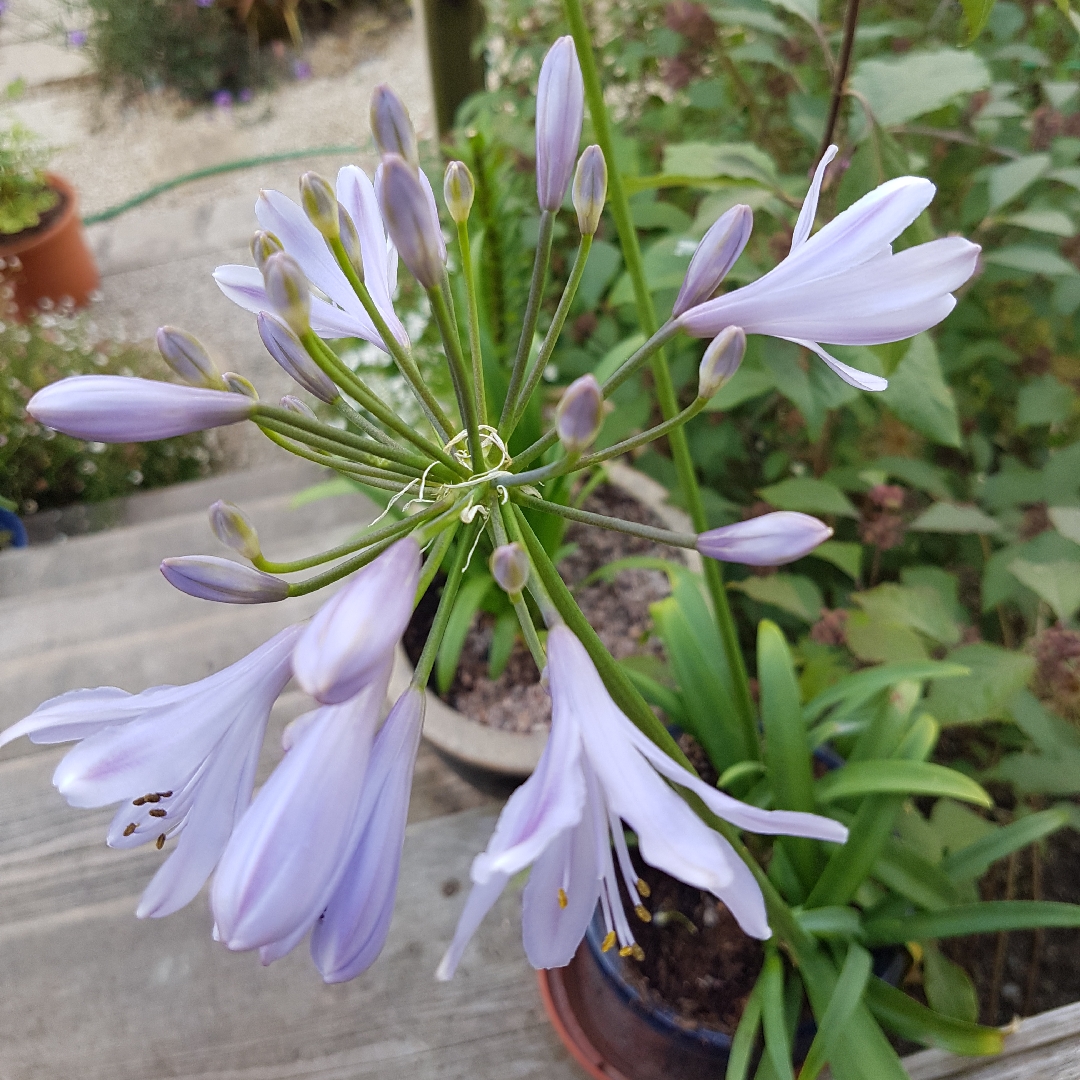Agapanthus Lilac Flash in the GardenTags plant encyclopedia African Lily Lilac Flash in the GardenTags plant encyclopedia