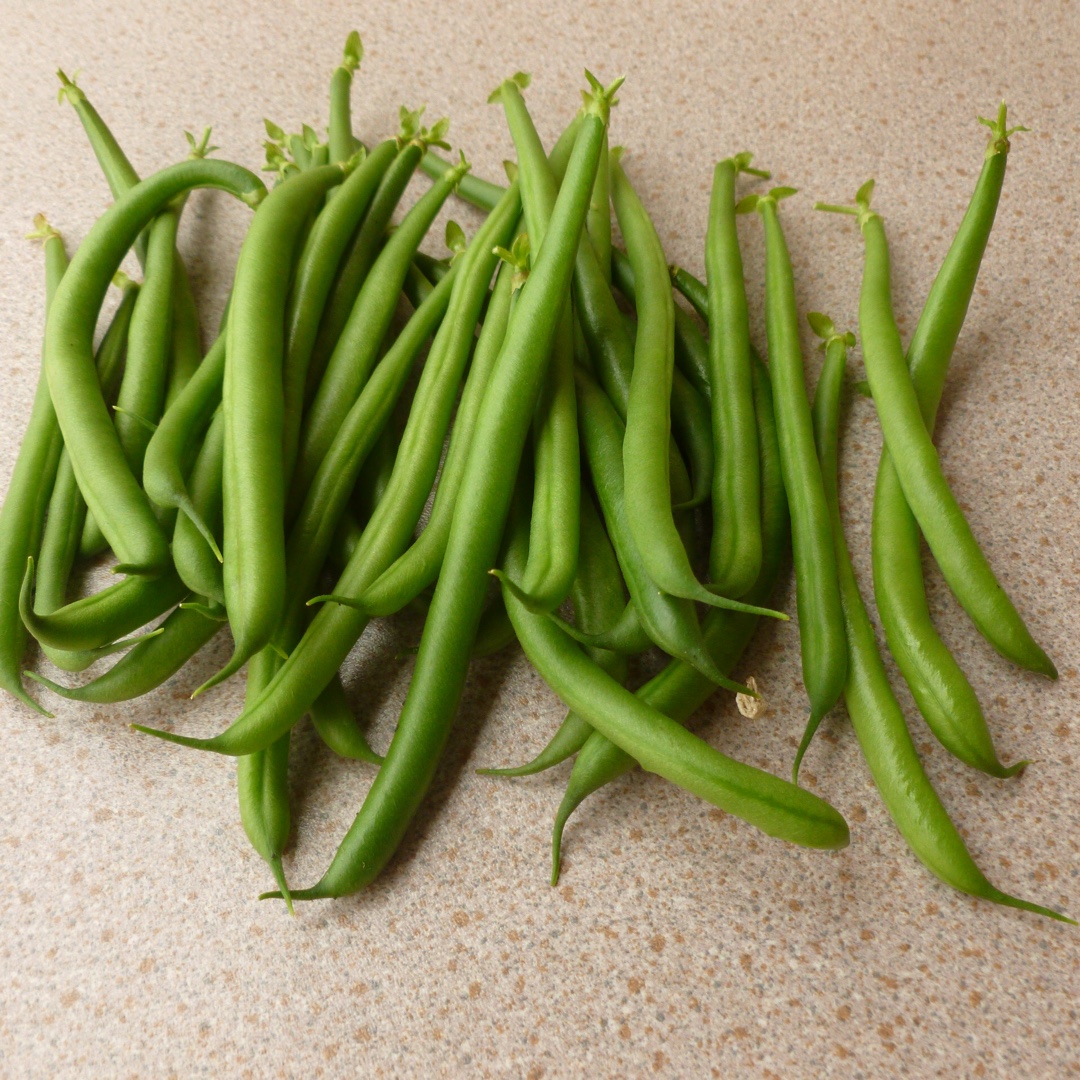 Phaseolus vulgaris Ferrari in the GardenTags plant encyclopedia Dwarf French Bean Ferrari in the GardenTags plant encyclopedia