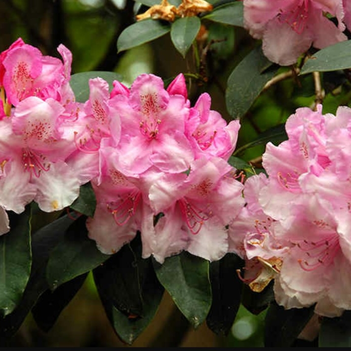 Rhododendron Pink Drift in the GardenTags plant encyclopedia Rhododendron Pink Drift in the GardenTags plant encyclopedia