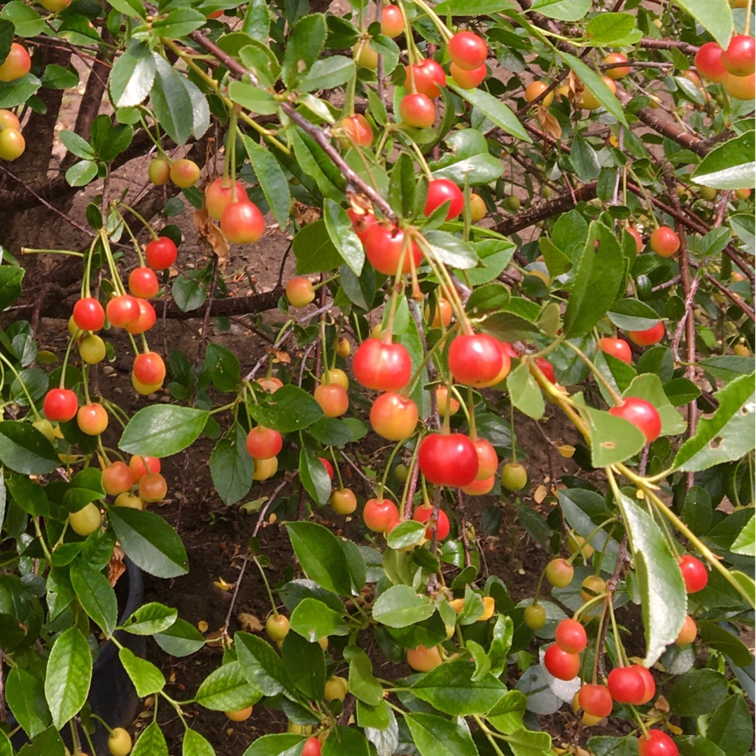 Prunus Cerasus Evans in the GardenTags plant encyclopedia Evans Cherry Tree in the GardenTags plant encyclopedia