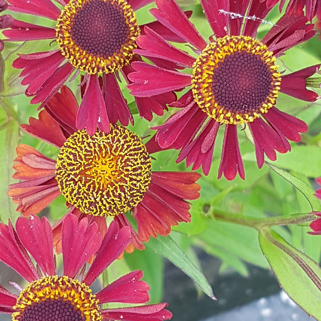 Helenium Indian Summer in the GardenTags plant encyclopedia Sneezeweed Indian Summer in the GardenTags plant encyclopedia