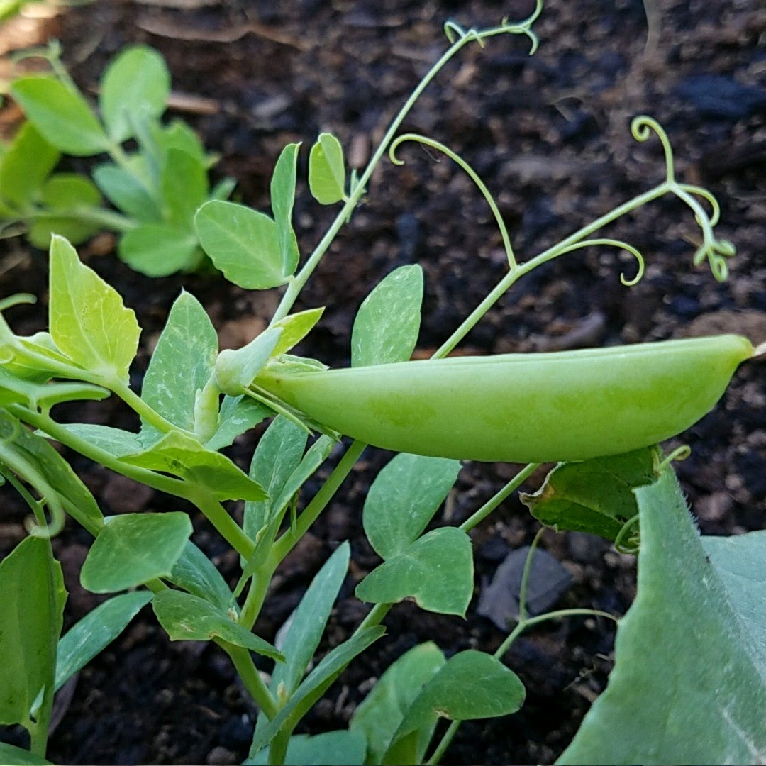Pisum sativum var. macrocarpon Sugar Ann in the GardenTags plant encyclopedia Sugar Snap Pea Sugar Ann in the GardenTags plant encyclopedia
