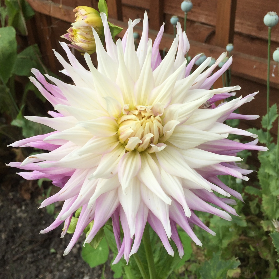 Dahlia Mingus Gregory in the GardenTags plant encyclopedia Dahlia Mingus Gregory in the GardenTags plant encyclopedia