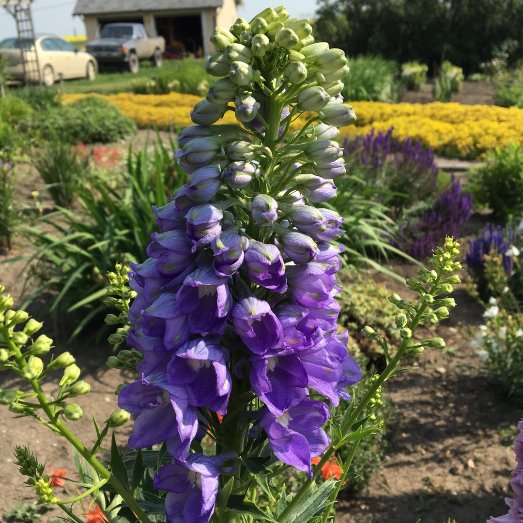Delphinium x cultorum Magic Fountain Blue in the GardenTags plant encyclopedia Larkspur Magic Fountain Blue in the GardenTags plant encyclopedia