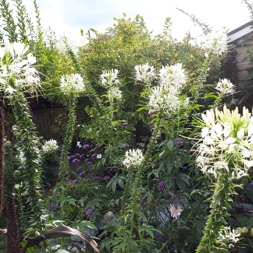 Cleome spinosa Helen Campbell in the GardenTags plant encyclopedia Cleome Helen Campbell in the GardenTags plant encyclopedia