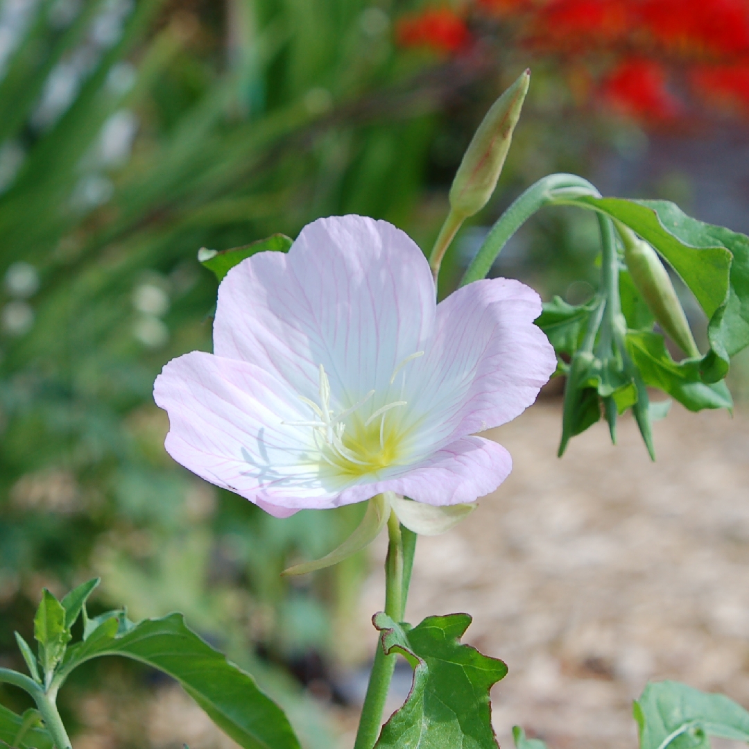 Oenothera speciosa Twilight in the GardenTags plant encyclopedia Evening Primrose Twilight in the GardenTags plant encyclopedia