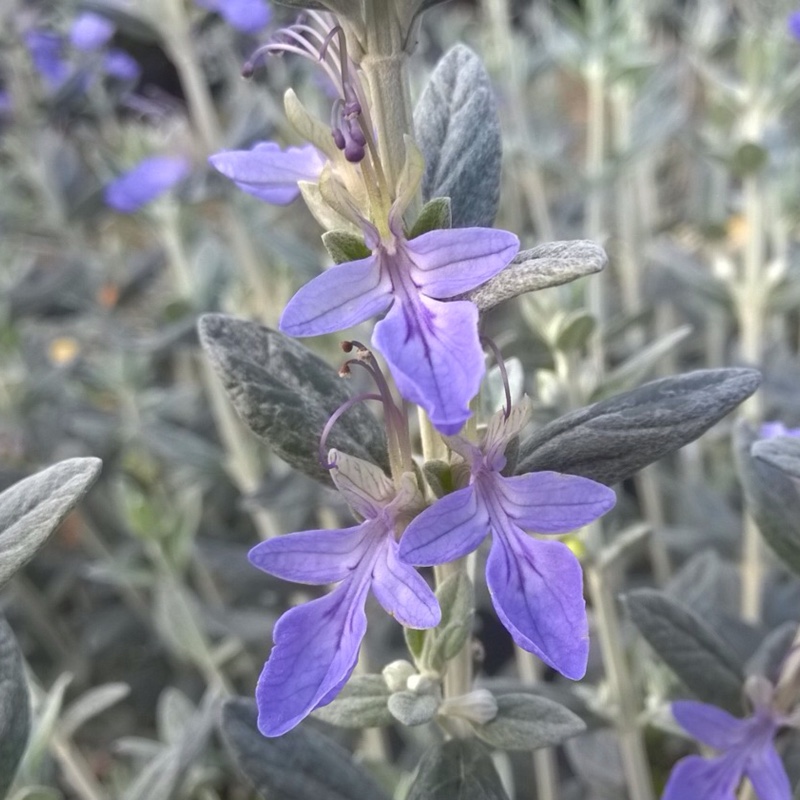 Teucrium fruticans Compactum in the GardenTags plant encyclopedia Shrubby Germander Compactum in the GardenTags plant encyclopedia