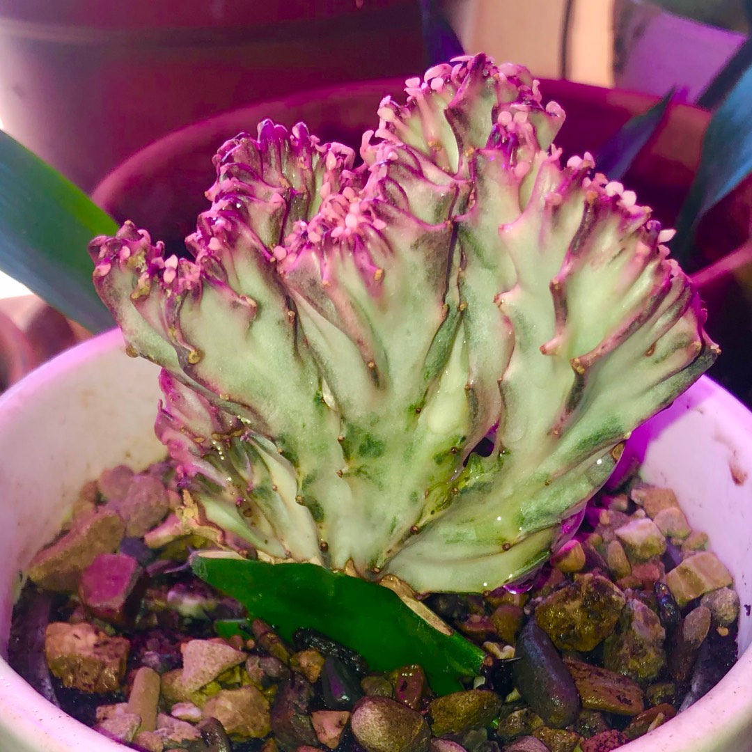 Euphorbia lactea Rainbow Crest in the GardenTags plant encyclopedia Coral Cactus Rainbow Crest in the GardenTags plant encyclopedia