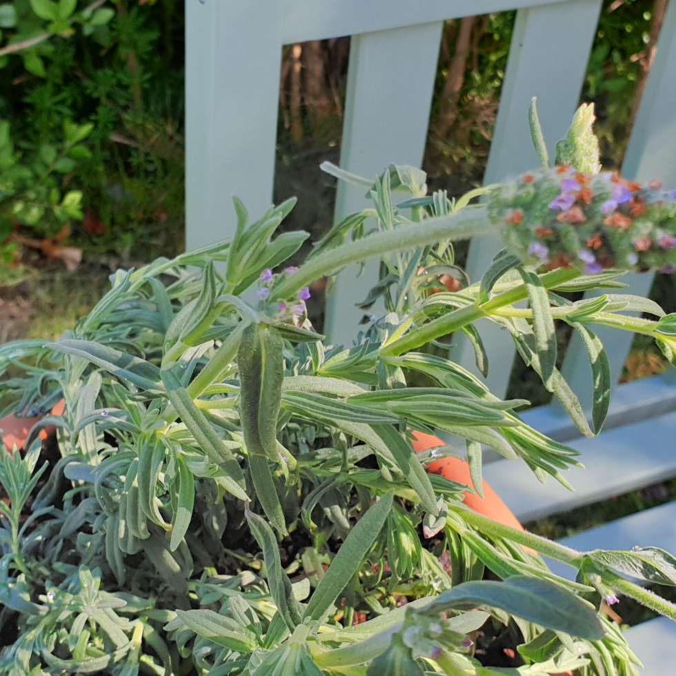Lavandula stoechas subsp. stoechas f. leucantha Snowman in the GardenTags plant encyclopedia Lavender Snowman in the GardenTags plant encyclopedia