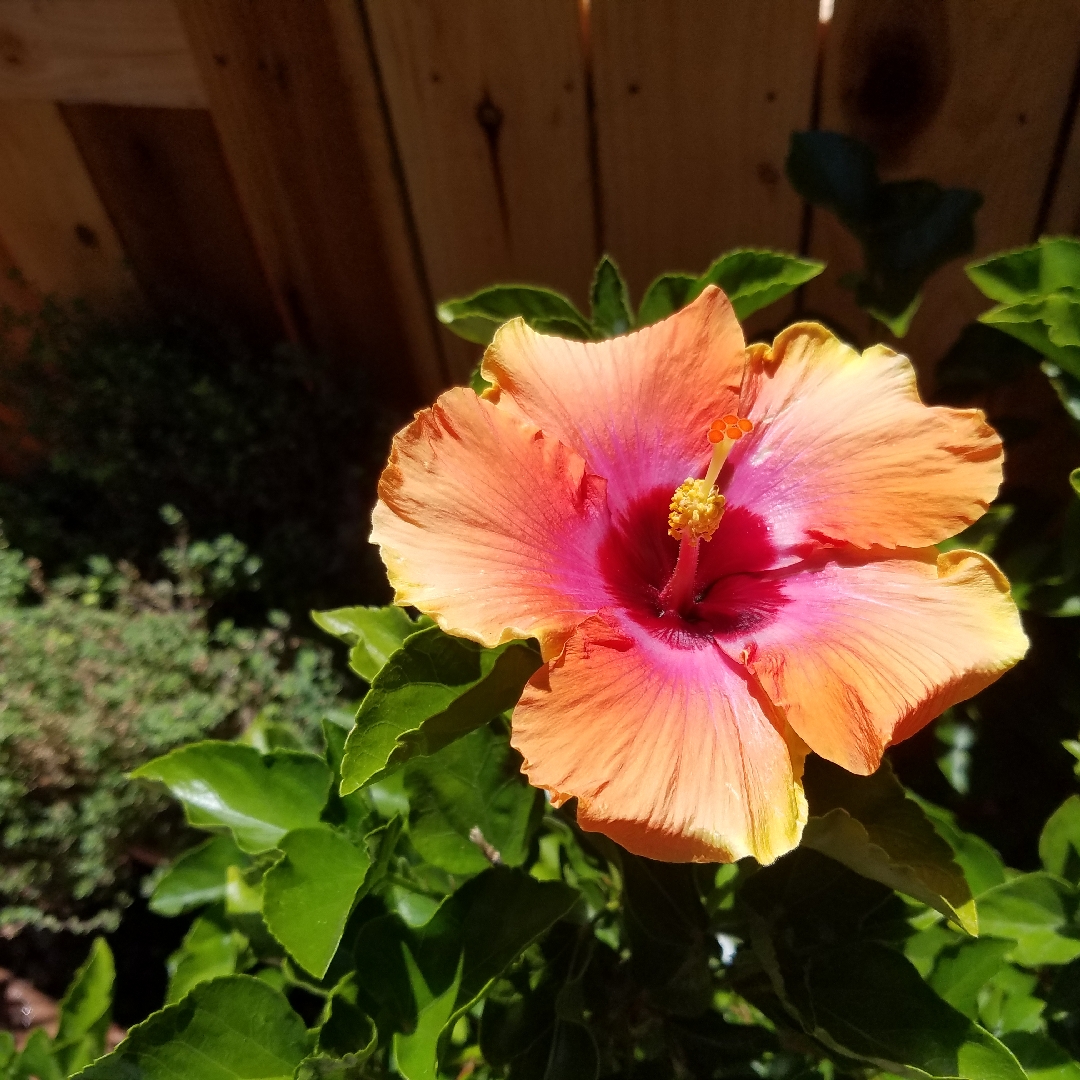 Hibiscus rosa-sinensis Hibiskiss™ Spin the Bottle™ in the GardenTags plant encyclopedia Hibiscus Spin The Bottle in the GardenTags plant encyclopedia