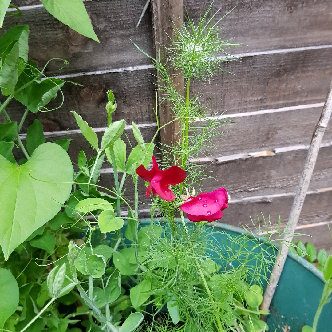 Lathyrus odoratus Scarlet Tunic in the GardenTags plant encyclopedia Sweet Pea Scarlet Tunic in the GardenTags plant encyclopedia