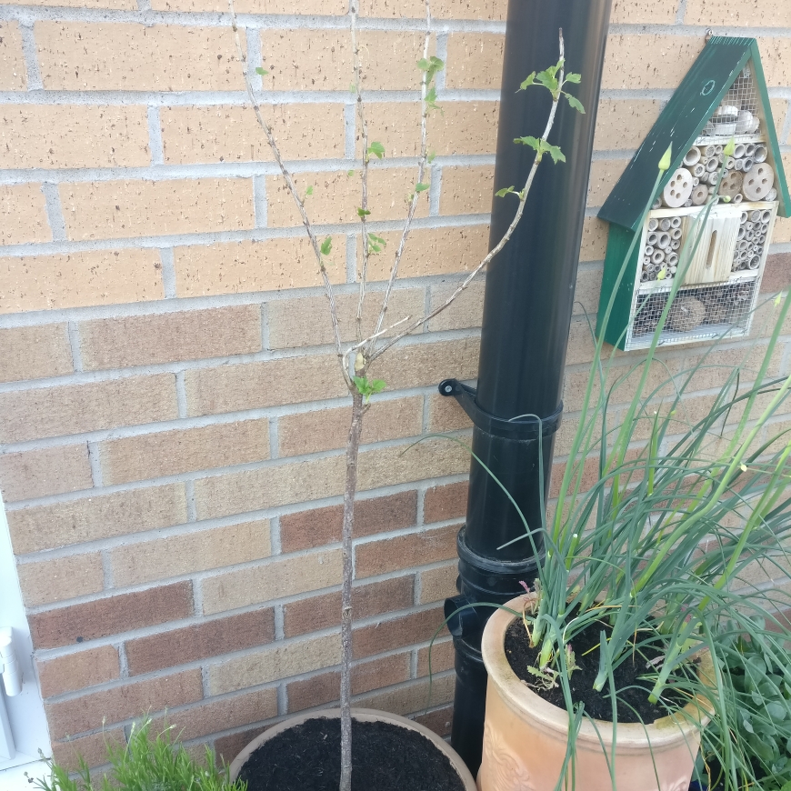 Blackcurrant Titania in the GardenTags plant encyclopedia