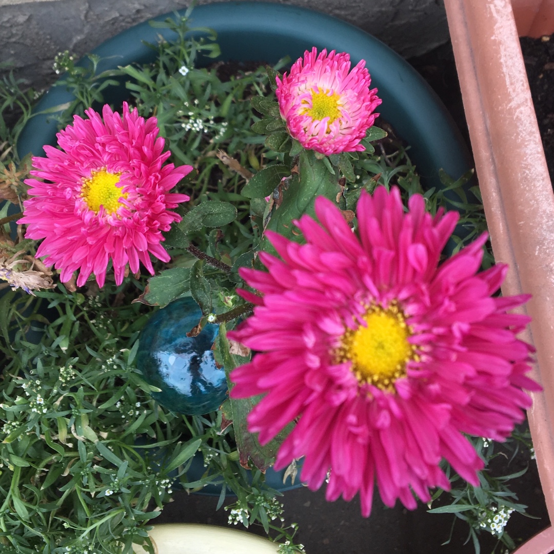 Callistephus chinensis Powder Puff in the GardenTags plant encyclopedia Powder Puff Aster in the GardenTags plant encyclopedia