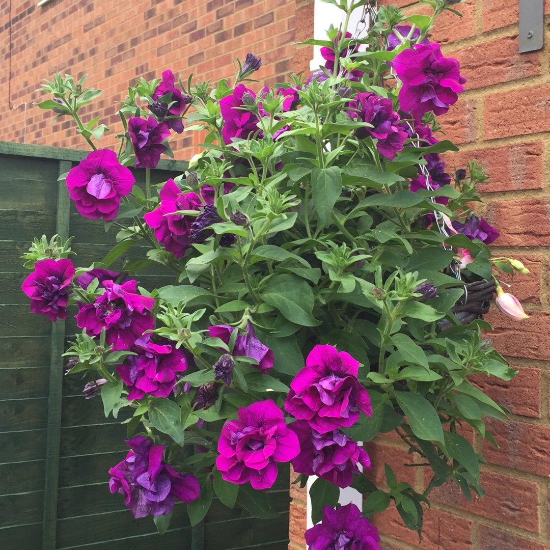 Petunia Purple Passion in the GardenTags plant encyclopedia Petunia Purple Passion in the GardenTags plant encyclopedia