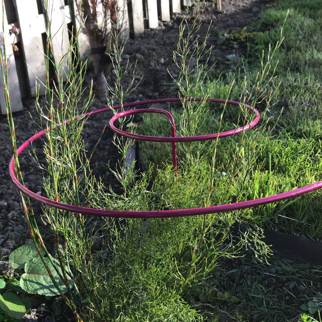 Rhodocoma Capensis in the GardenTags plant encyclopedia Thatching reed in the GardenTags plant encyclopedia