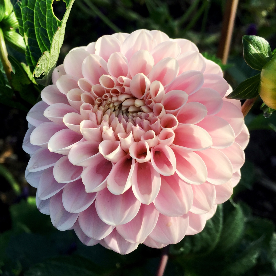 Dahlia 'Wizard of Oz', Dahlia 'Wizard of Oz' (Ball) in ...