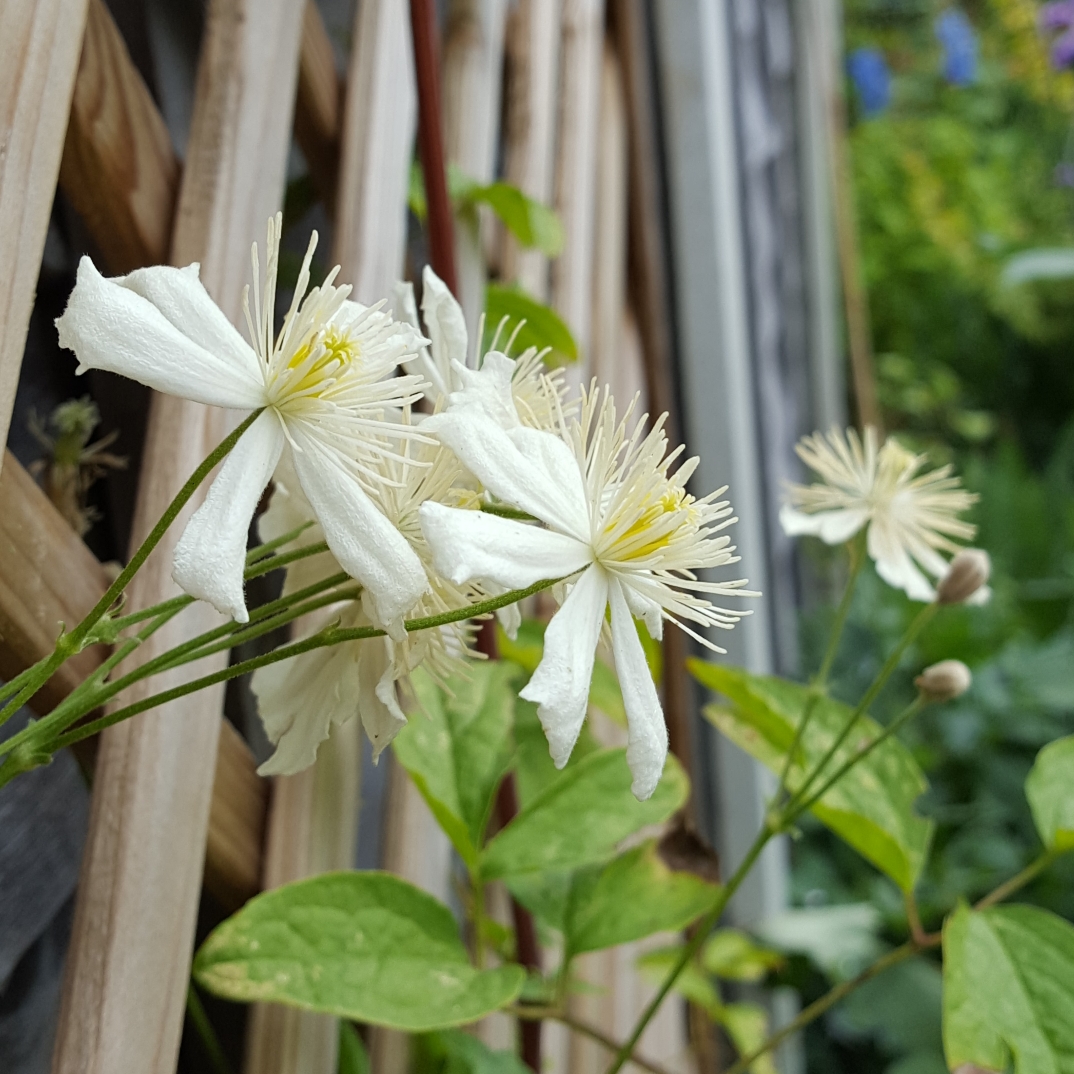 Clematis Paul Farges syn. Clematis x fargesioides, Clematis Summer Snow in the GardenTags plant encyclopedia Clematis Paul Farges in the GardenTags plant encyclopedia