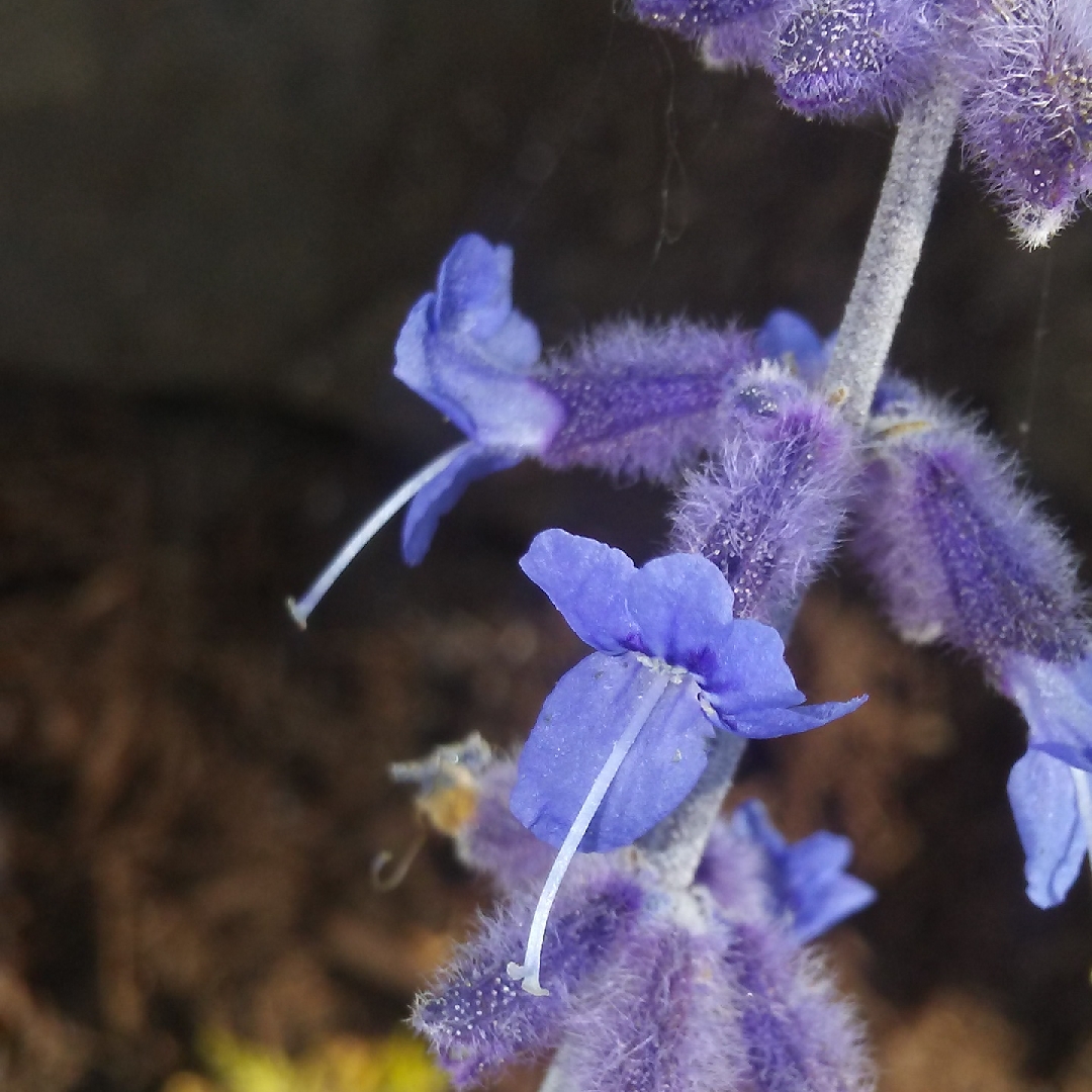 Salvia Filigran syn. Perovskia Filigran in the GardenTags plant encyclopedia Russian Sage Filigran in the GardenTags plant encyclopedia