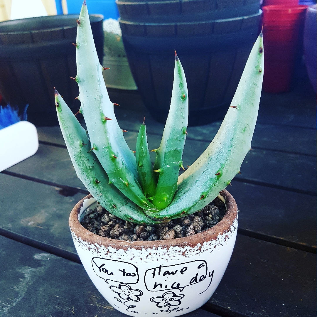 Aloe aculeata Black Thorns in the GardenTags plant encyclopedia Aloe Black Thorns in the GardenTags plant encyclopedia