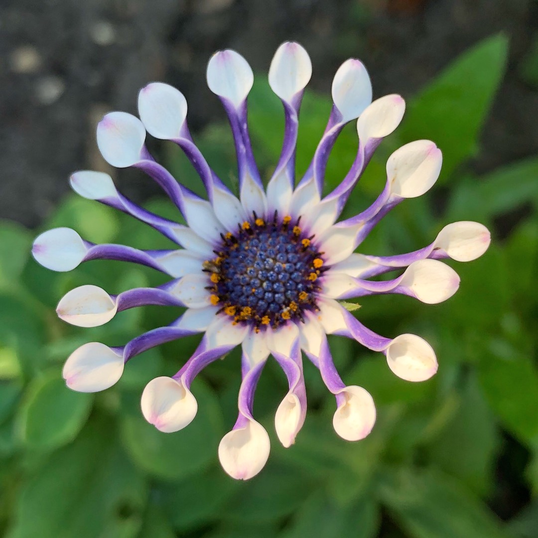 African Daisy Margarita White Spoon in the GardenTags plant encyclopedia