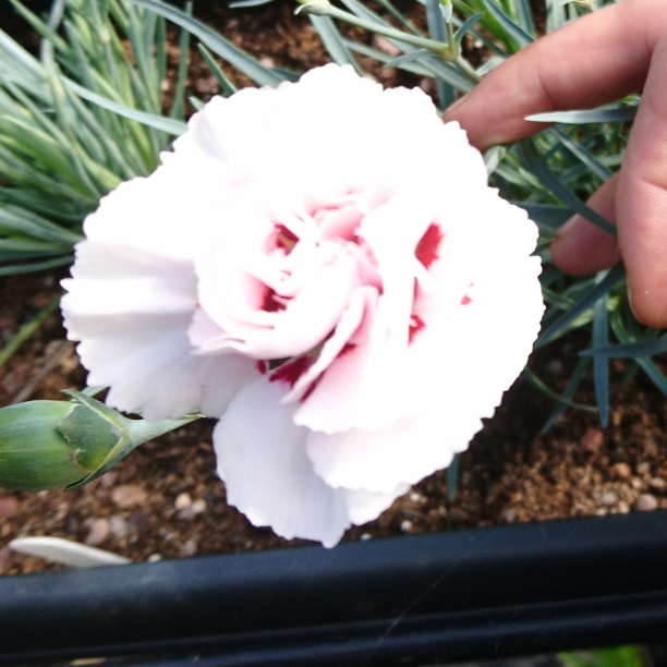 Dianthus Cranmere Pool in the GardenTags plant encyclopedia Hardy garden pink Cranmere Pool in the GardenTags plant encyclopedia