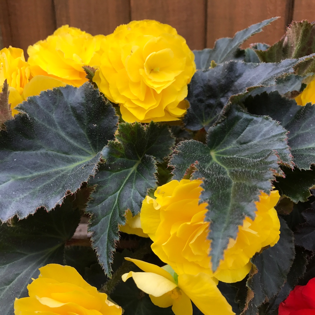 Begonia Nonstop Mocca Yellow (Nonstop Mocca Series) in the GardenTags plant encyclopedia Tuberous Begonia Nonstop Mocca Yellow in the GardenTags plant encyclopedia