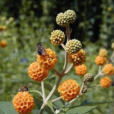 Buddleja globosa in the GardenTags plant encyclopedia Orange Ball Butterfly Bush in the GardenTags plant encyclopedia
