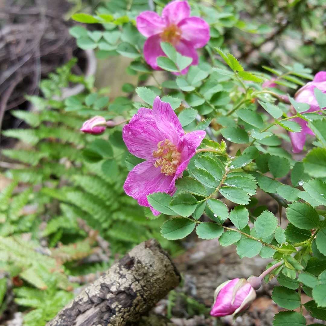 Rosa willmottiae in the GardenTags plant encyclopedia Rose (Species) Willmotts Rose in the GardenTags plant encyclopedia