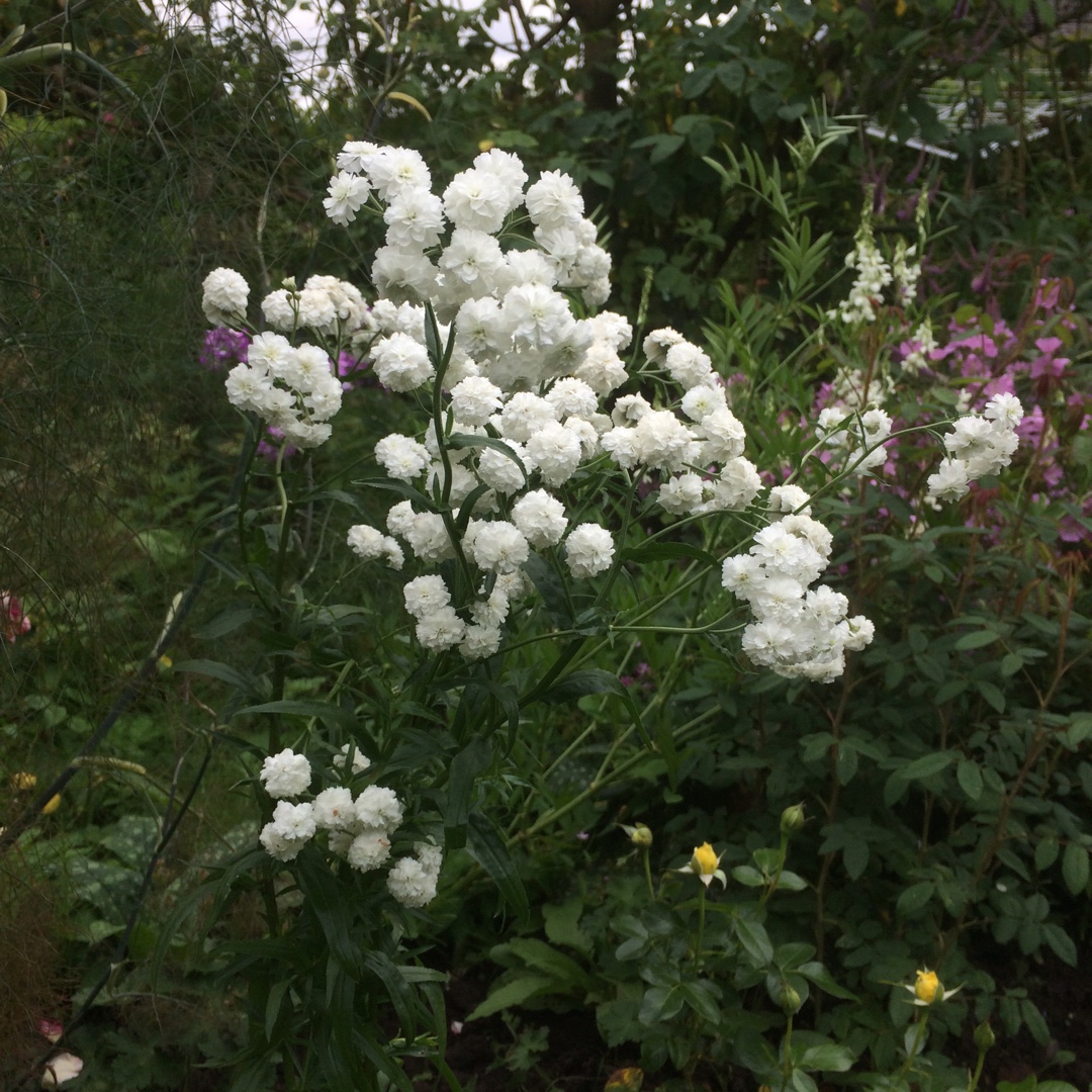 Achillea ptarmica in the GardenTags plant encyclopedia Sneezewort in the GardenTags plant encyclopedia