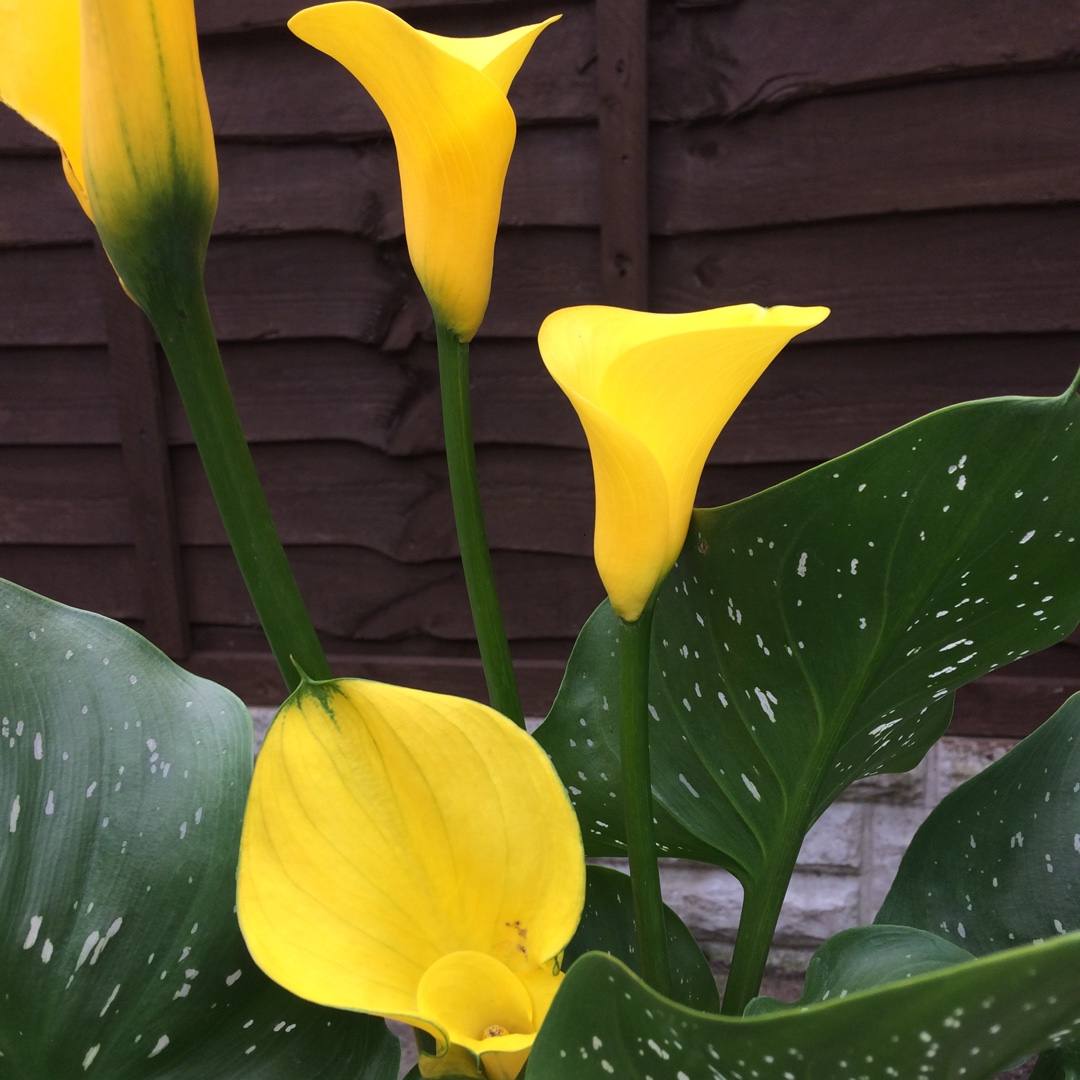 Zantedeschia Gold Rush in the GardenTags plant encyclopedia Calla Lily Gold Rush in the GardenTags plant encyclopedia