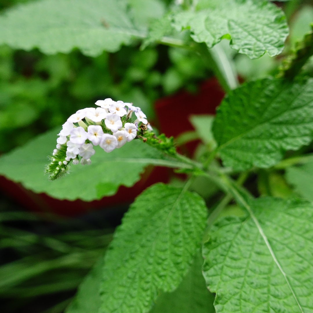 Heliotropium indicum in the GardenTags plant encyclopedia Indian heliotrope in the GardenTags plant encyclopedia