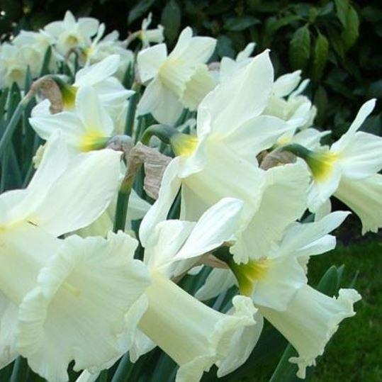 Daffodil Mount Hood (Trumpet) in the GardenTags plant encyclopedia