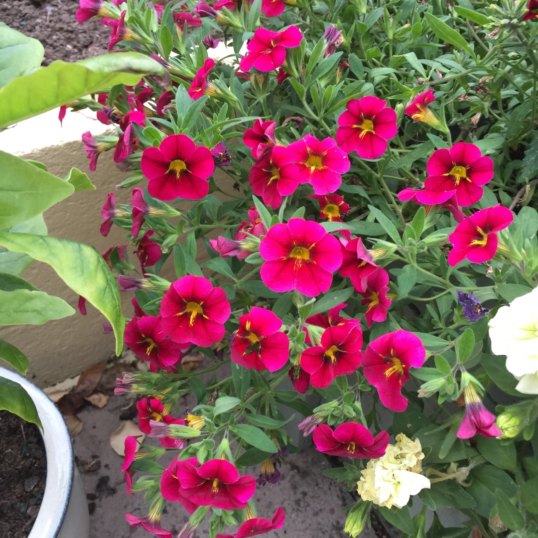 Calibrachoa Starlight Cherry in the GardenTags plant encyclopedia Million Bells Starlight Cherry in the GardenTags plant encyclopedia