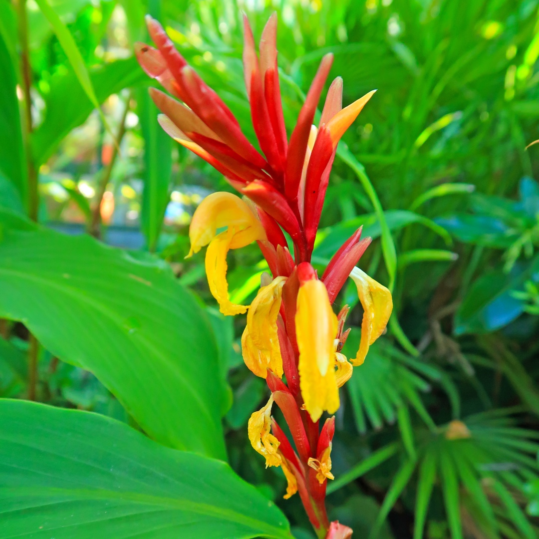 Cautleya spicata Robusta in the GardenTags plant encyclopedia Himalayan Ginger in the GardenTags plant encyclopedia
