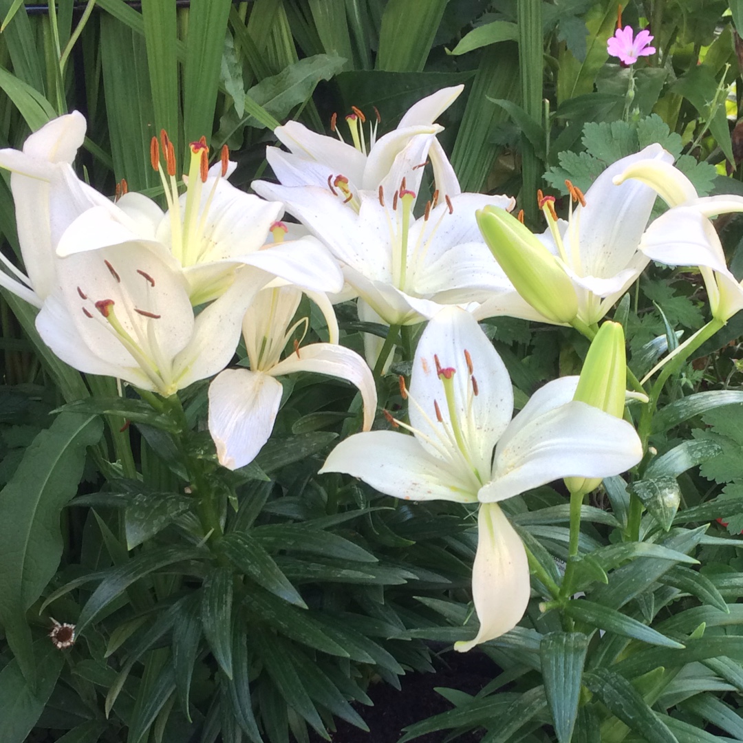 Lilium Sparkling Joy in the GardenTags plant encyclopedia Lily Sparkling Joy (Asiatic) in the GardenTags plant encyclopedia