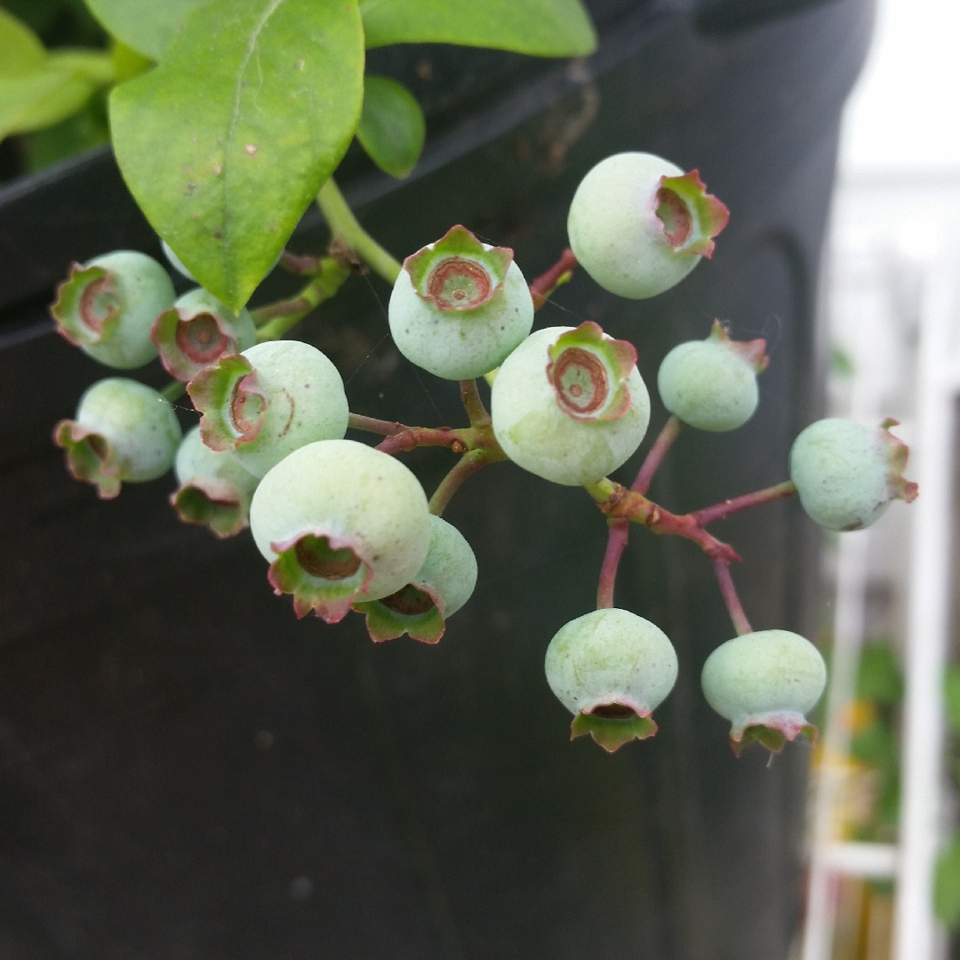 Vaccinium corymbosum Elliott in the GardenTags plant encyclopedia Blueberry Elliott in the GardenTags plant encyclopedia