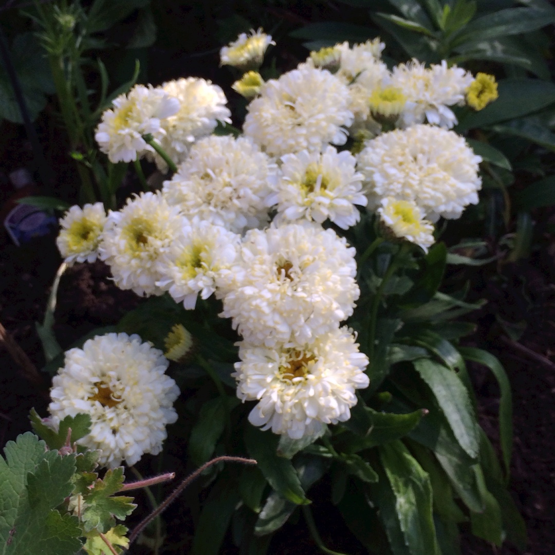 Leucanthemum x superbum Luna in the GardenTags plant encyclopedia Shasta Daisy Luna in the GardenTags plant encyclopedia