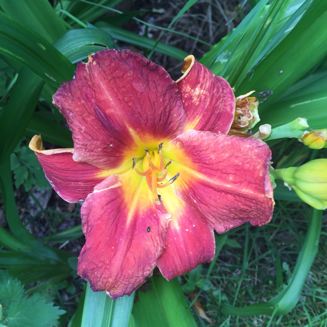 Hemerocallis Amadeus in the GardenTags plant encyclopedia Daylily Amadeus in the GardenTags plant encyclopedia