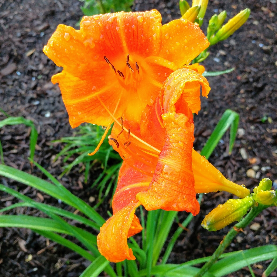 Hemerocallis Rocket City in the GardenTags plant encyclopedia Daylily Rocket City in the GardenTags plant encyclopedia