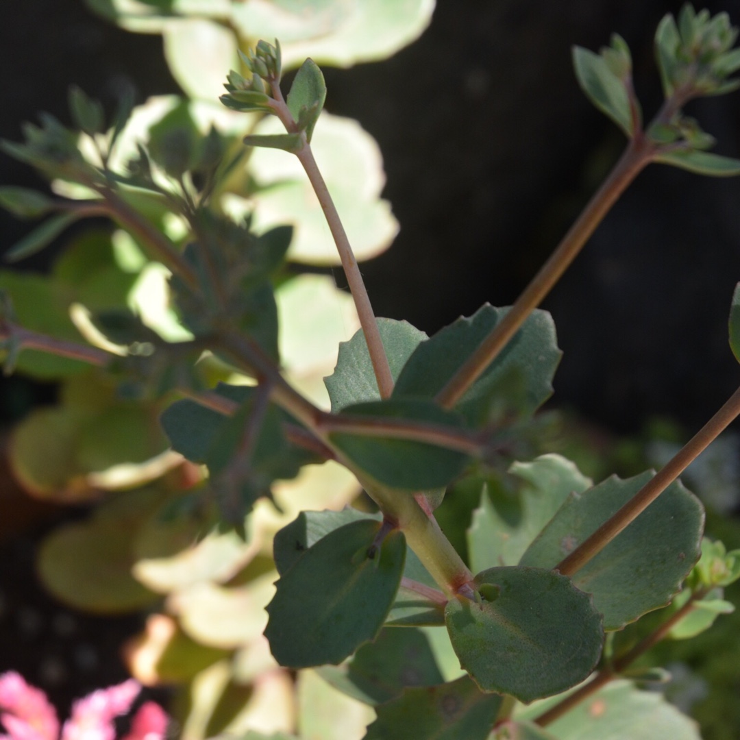 Sedum Petrified in the GardenTags plant encyclopedia Stonecrop Petrified in the GardenTags plant encyclopedia