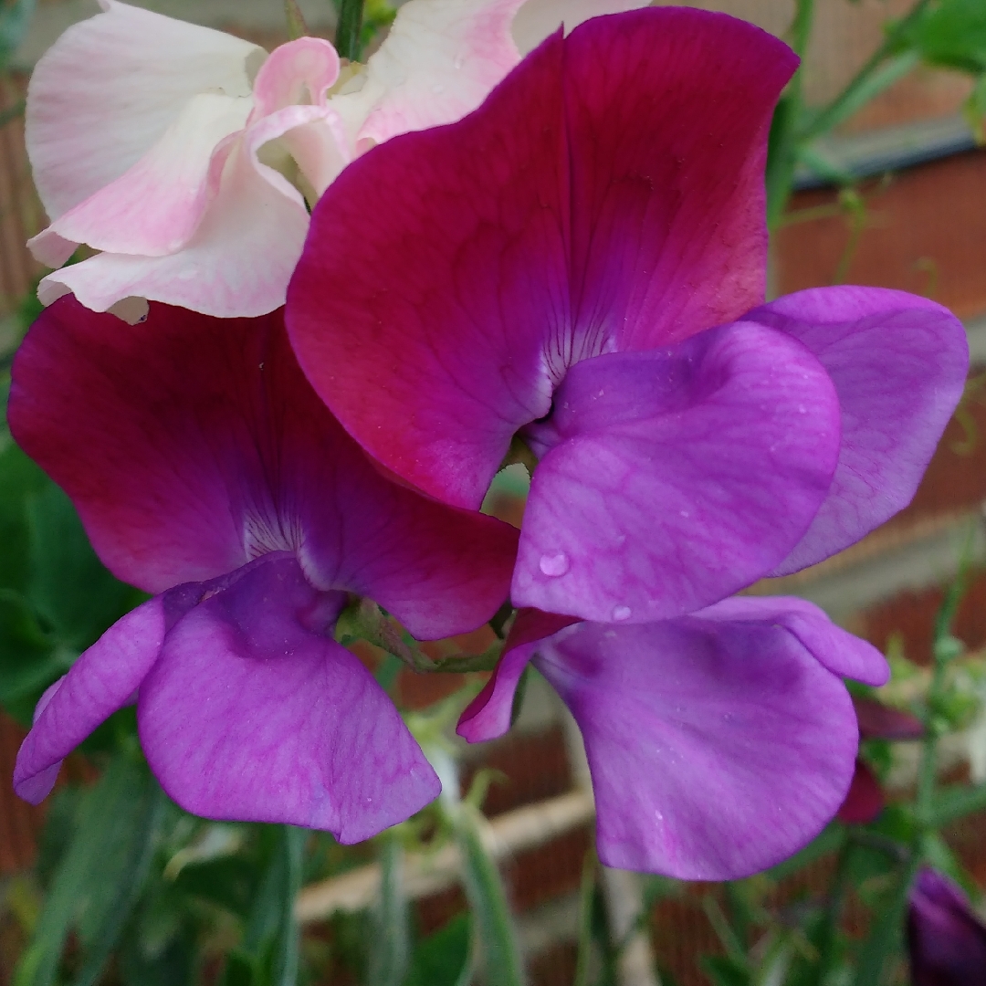 Lathyrus odoratus Purple Pimpernel in the GardenTags plant encyclopedia Sweet Pea Purple Pimpernel in the GardenTags plant encyclopedia