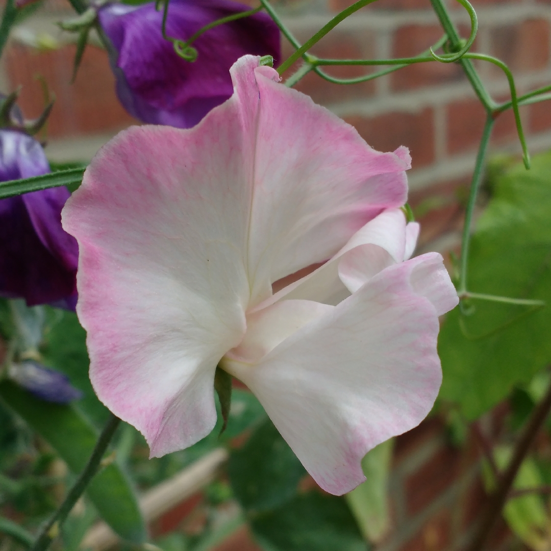 Lathyrus odoratus Mollie Rilestone in the GardenTags plant encyclopedia Sweet Pea Mollie Rilestone in the GardenTags plant encyclopedia
