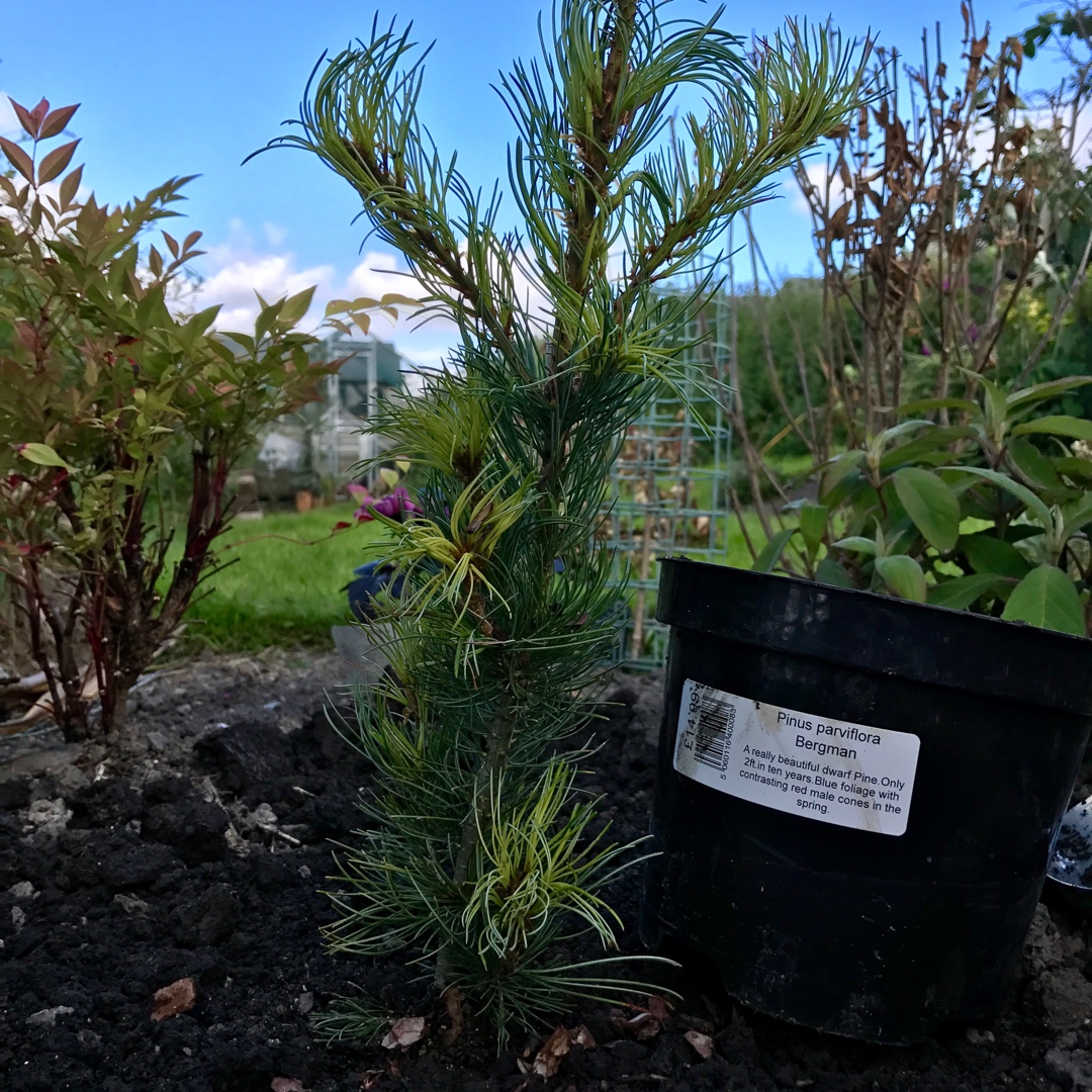 Pinus parviflora Bergman in the GardenTags plant encyclopedia Japanese White Pine Bergman in the GardenTags plant encyclopedia