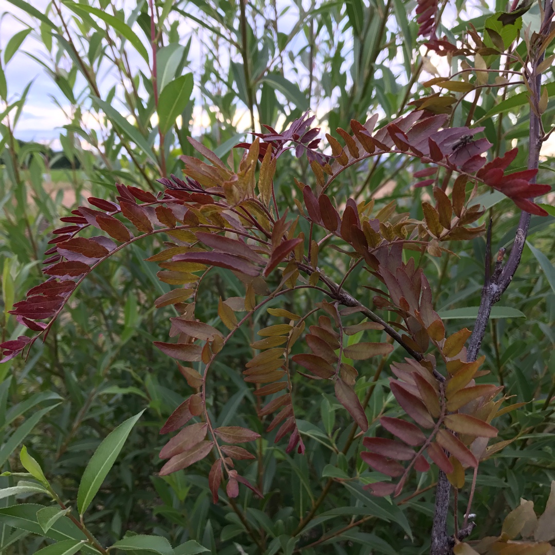 Gleditsia triacanthos Rubylace in the GardenTags plant encyclopedia Honey Locust Rubylace in the GardenTags plant encyclopedia