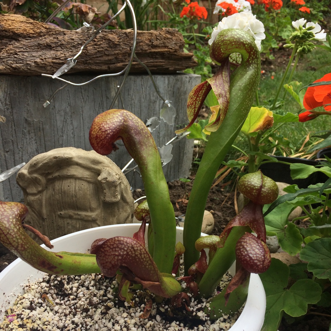 Darlingtonia californica in the GardenTags plant encyclopedia Californian pitcher plant in the GardenTags plant encyclopedia