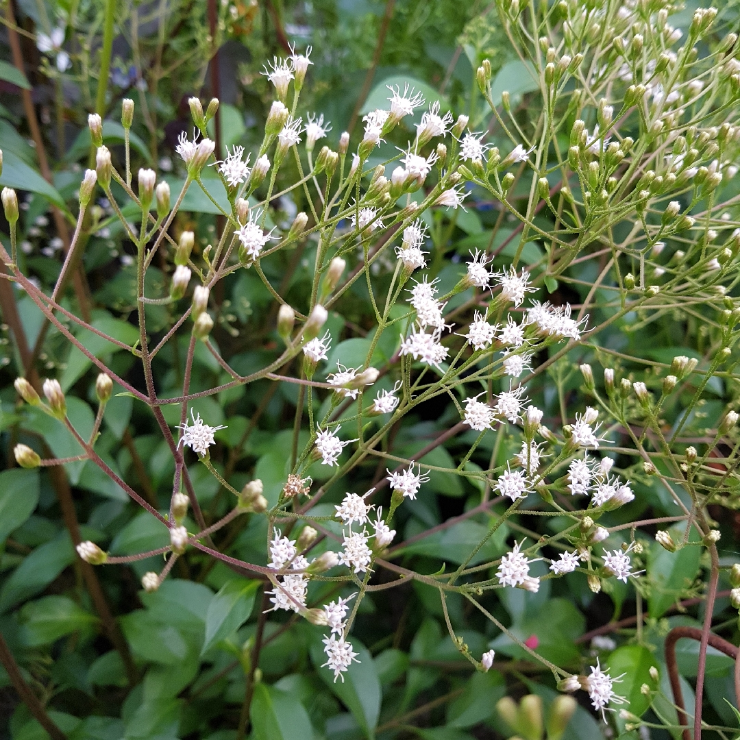 Ageratina ligustrina syn. Eupatorium ligustrinum in the GardenTags plant encyclopedia Privet-leaved ageratina in the GardenTags plant encyclopedia