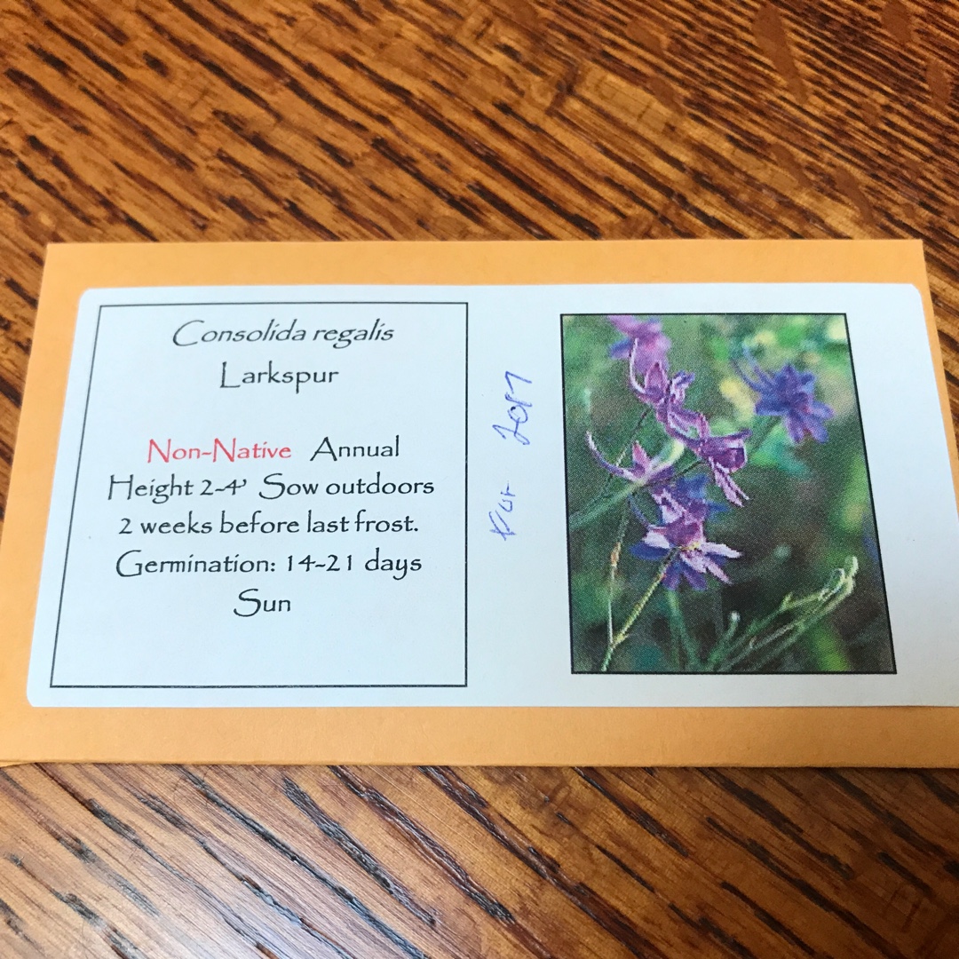 Consolida regalis in the GardenTags plant encyclopedia Forking Larkspur in the GardenTags plant encyclopedia