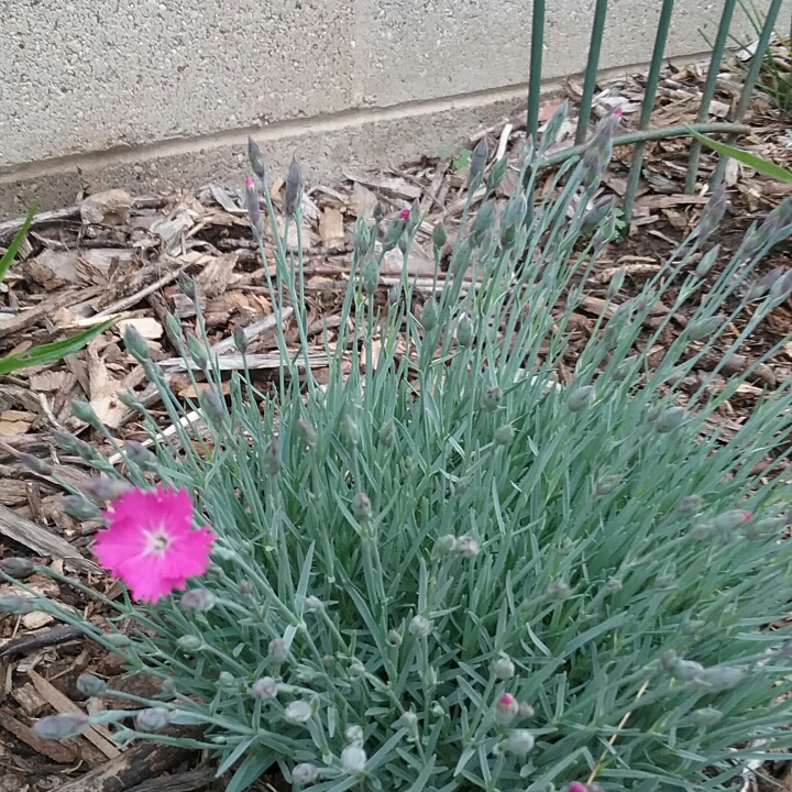 Dianthus EverLast™ Orchid in the GardenTags plant encyclopedia Dianthus everlast orchid in the GardenTags plant encyclopedia