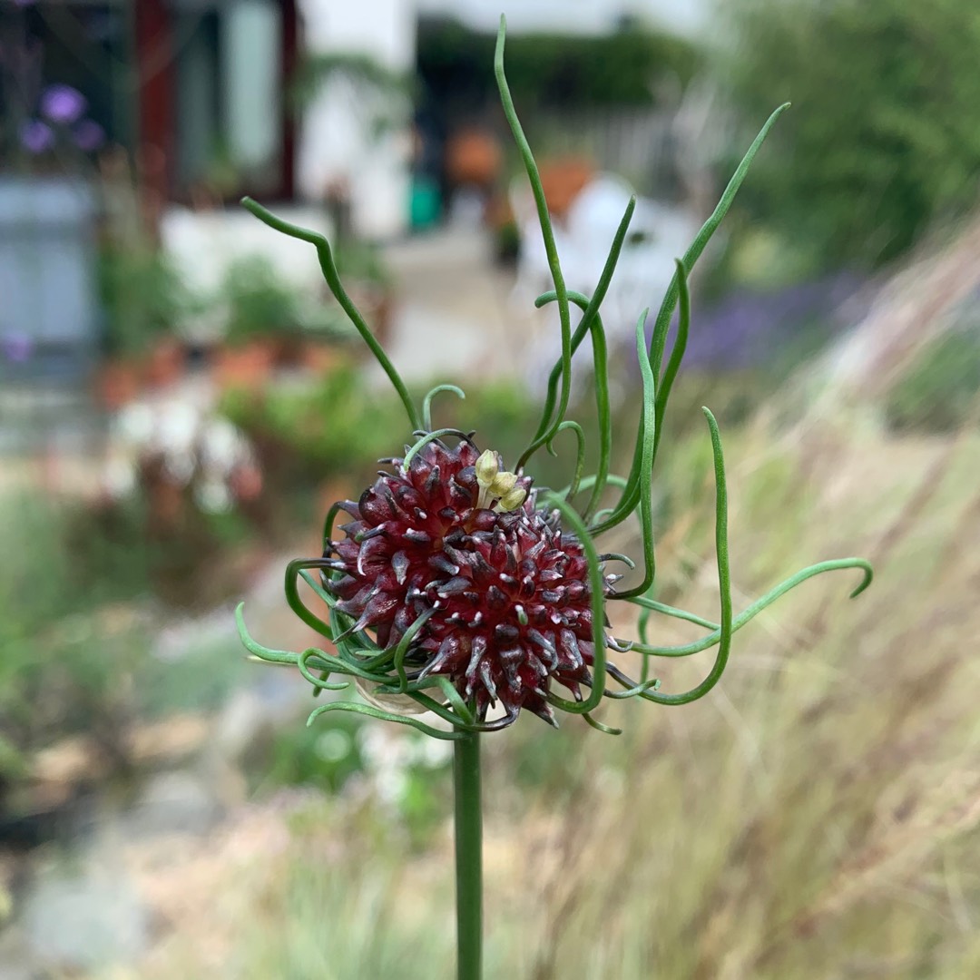 Allium Hair in the GardenTags plant encyclopedia