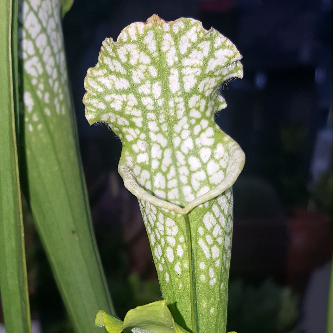 Hurricane Creek Pitcher plant in the GardenTags plant encyclopedia